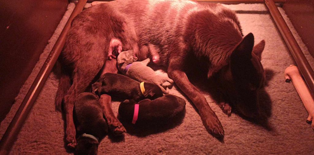 chiot Australian Kelpie Des Suricates De La Varenne